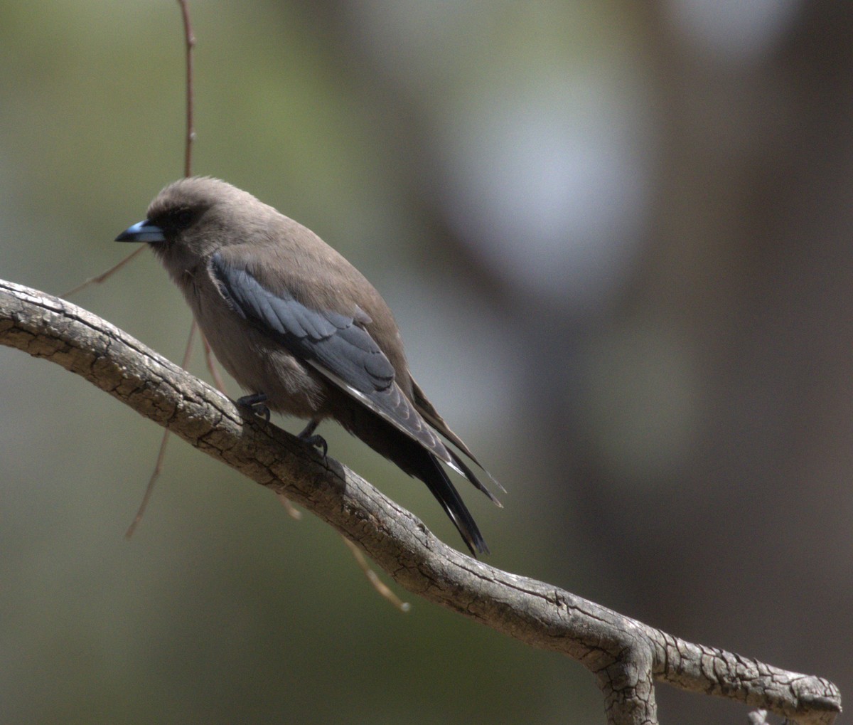 Ланграйн бурий - ML646276045