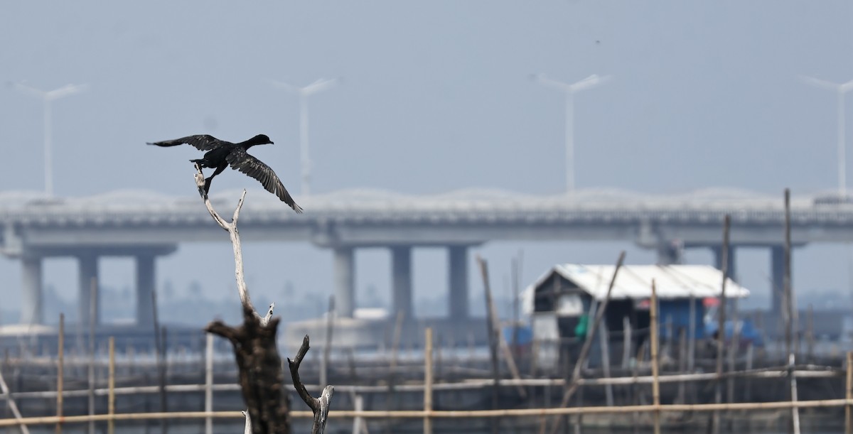 Баклан індонезійський - ML646276050