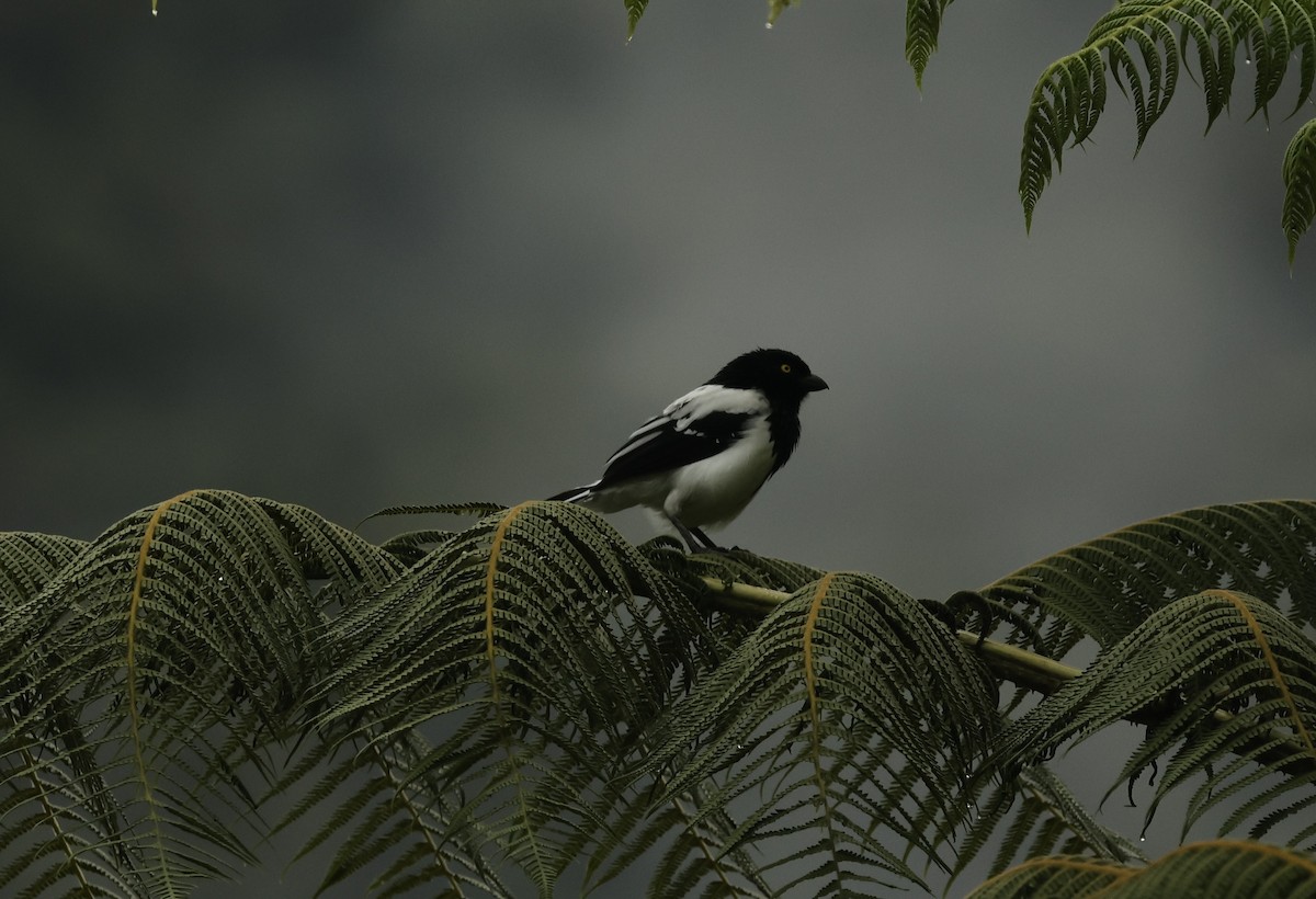 Тангар строкатий - ML646276052