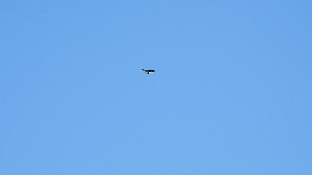 káně rudochvostá - ML646276060