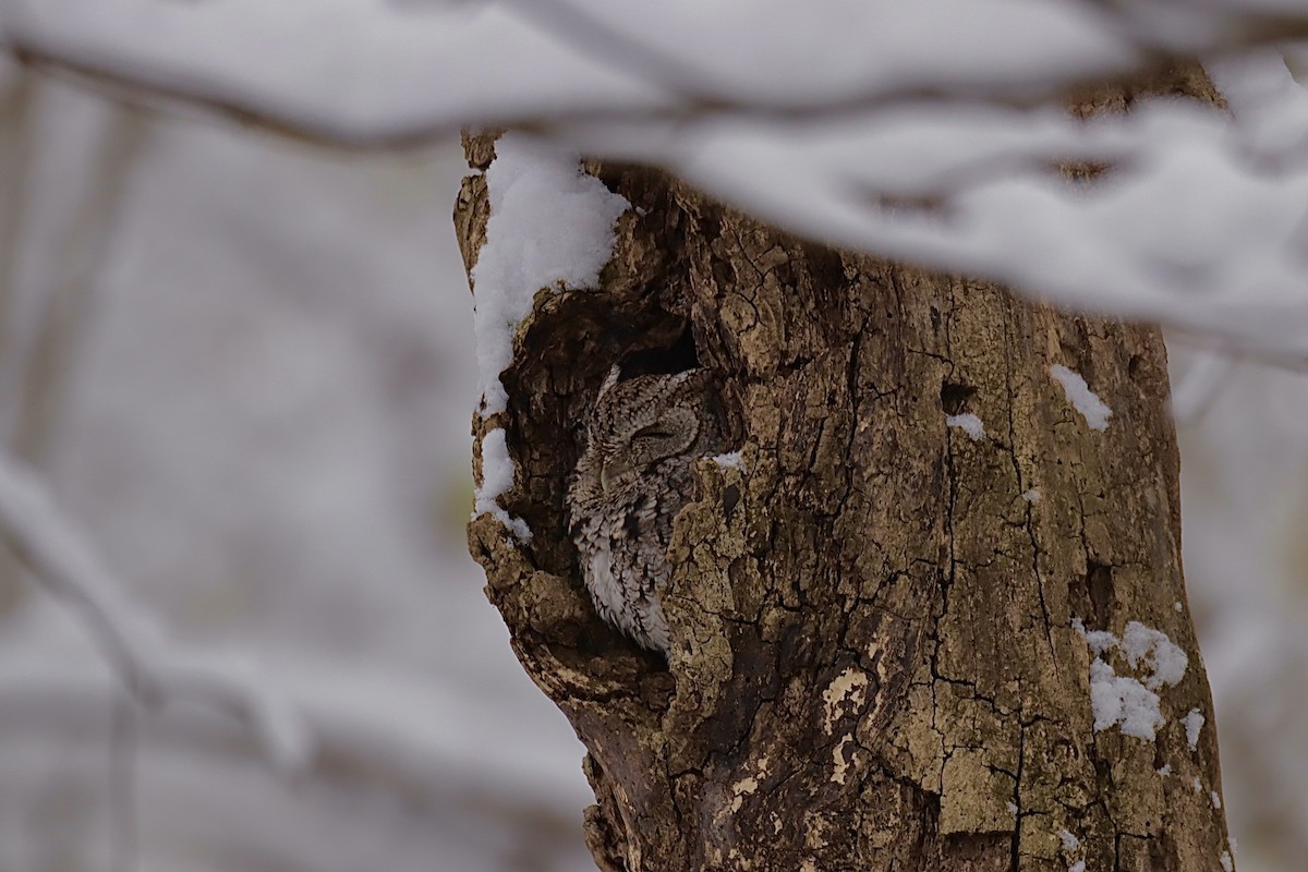 Eastern Screech-Owl - ML646276067