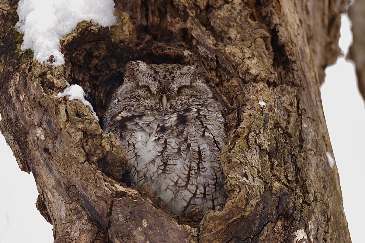 Eastern Screech-Owl - ML646276068