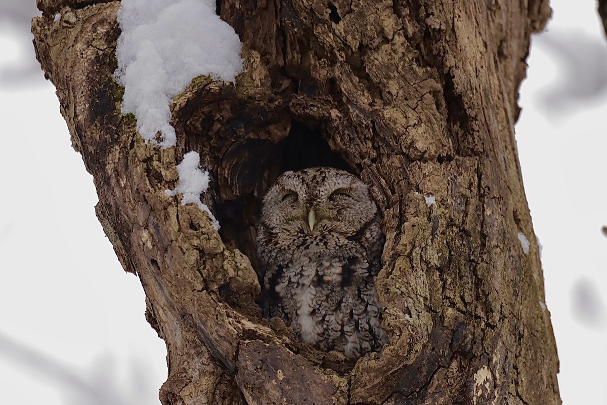 Eastern Screech-Owl - ML646276069