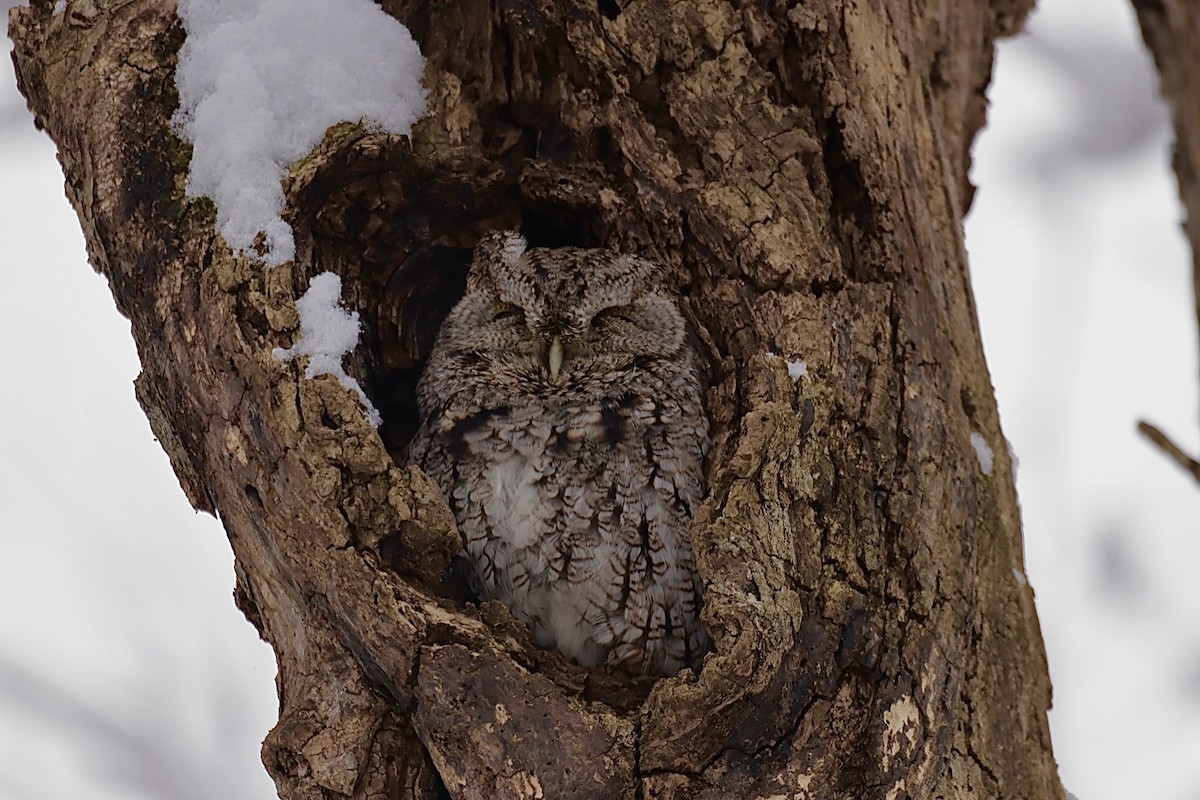 Eastern Screech-Owl - ML646276070