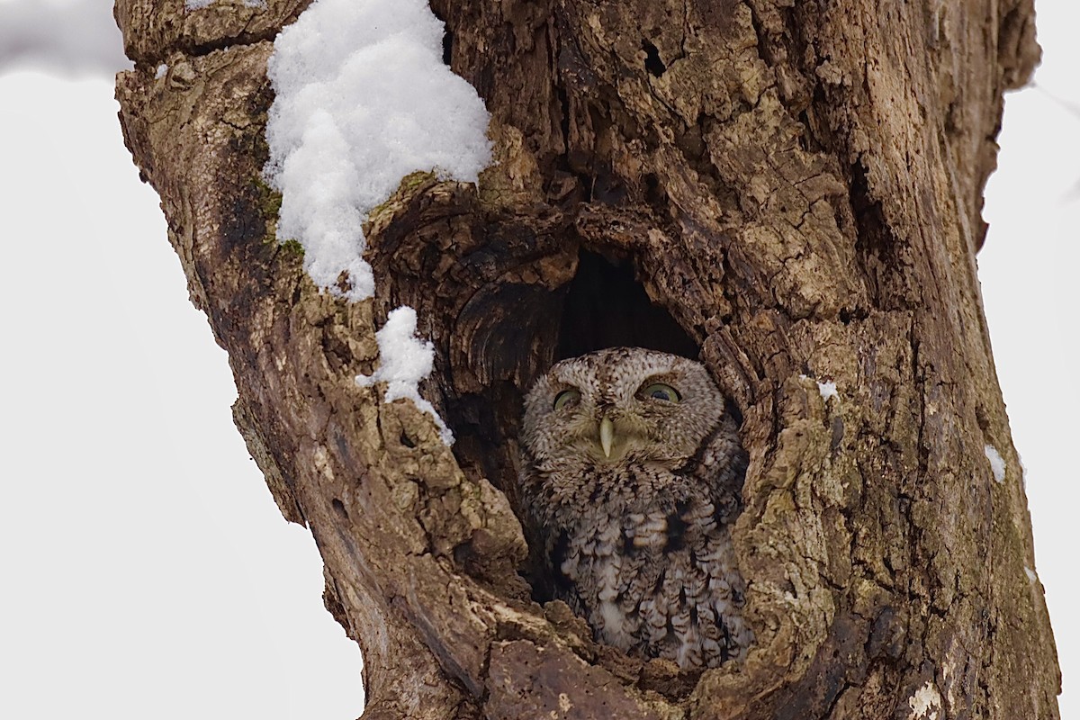 Eastern Screech-Owl - ML646276071