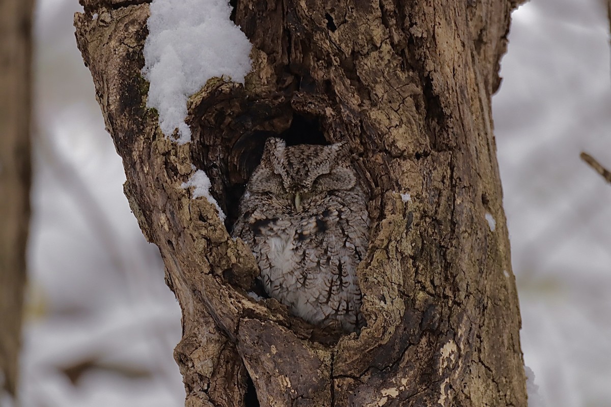 Eastern Screech-Owl - ML646276072