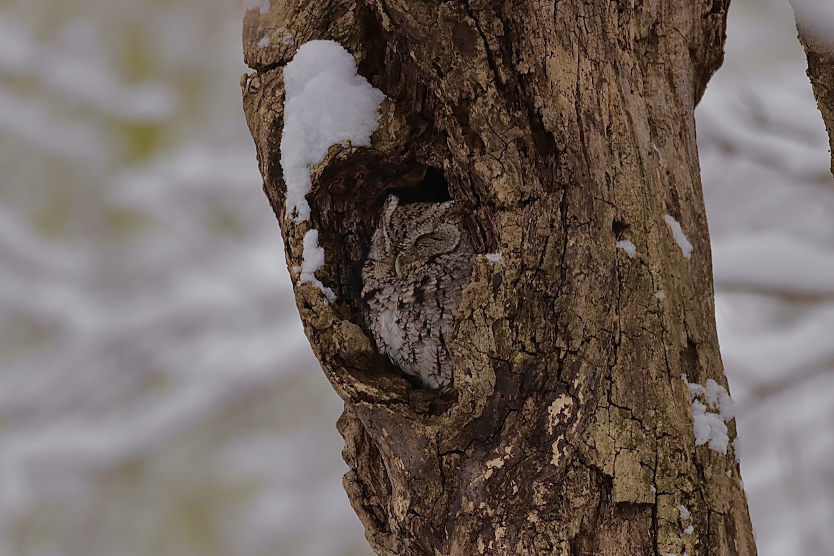 Eastern Screech-Owl - ML646276073