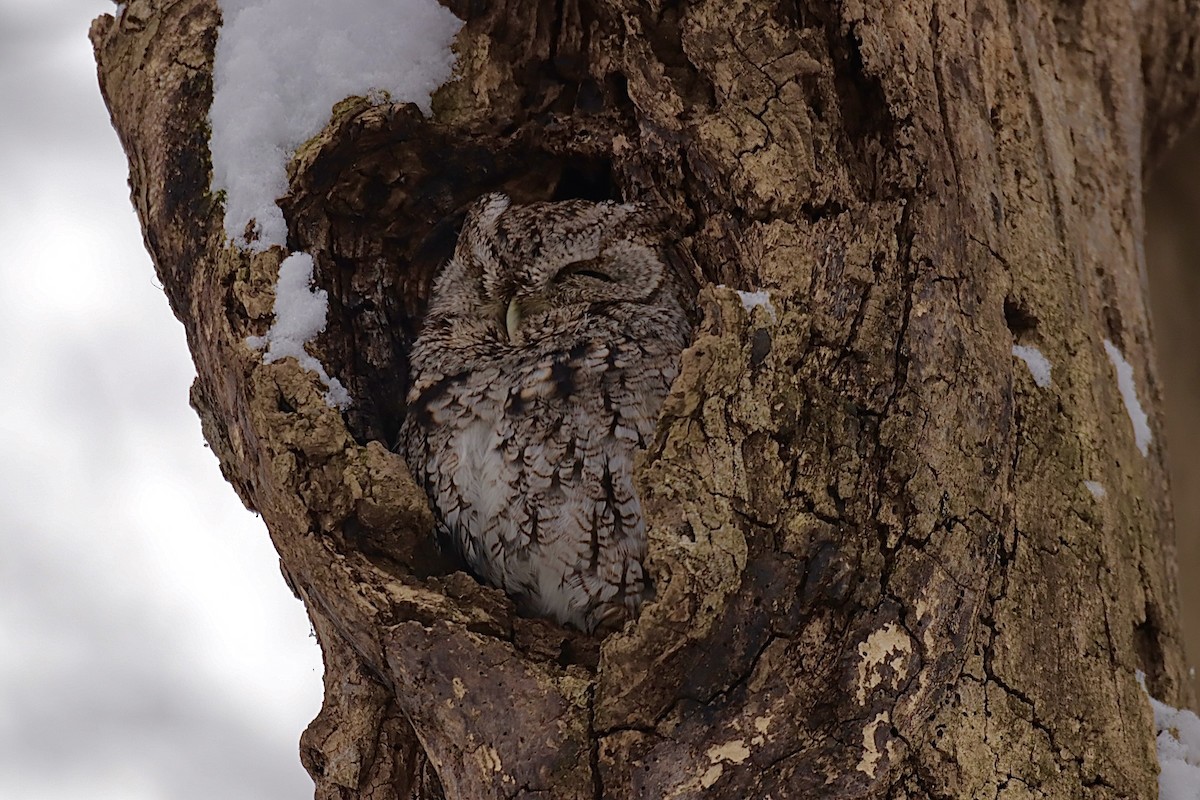 Eastern Screech-Owl - ML646276074