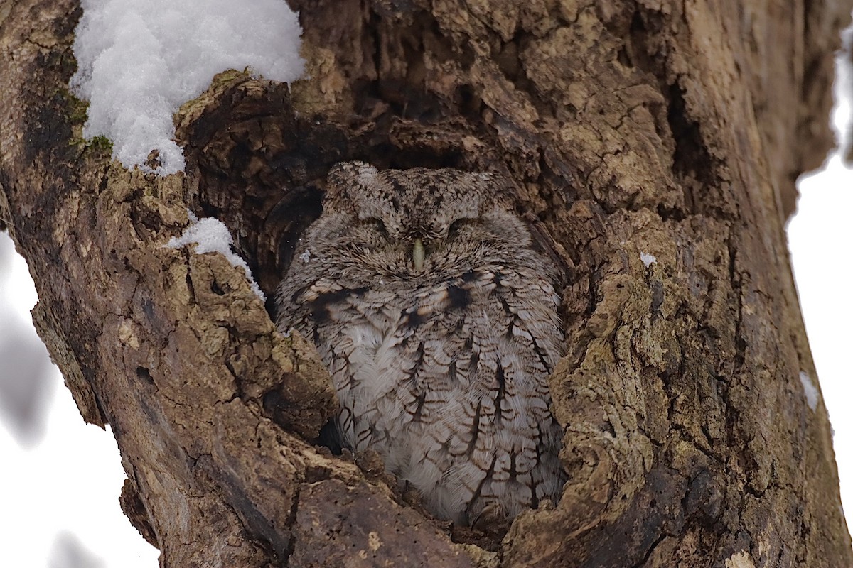 Eastern Screech-Owl - ML646276075