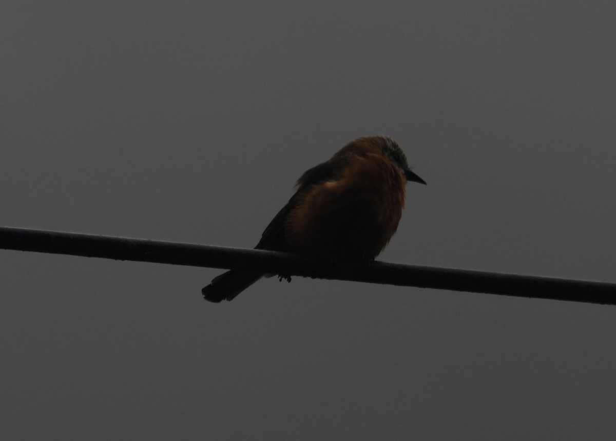 Cliff Flycatcher - ML646276076