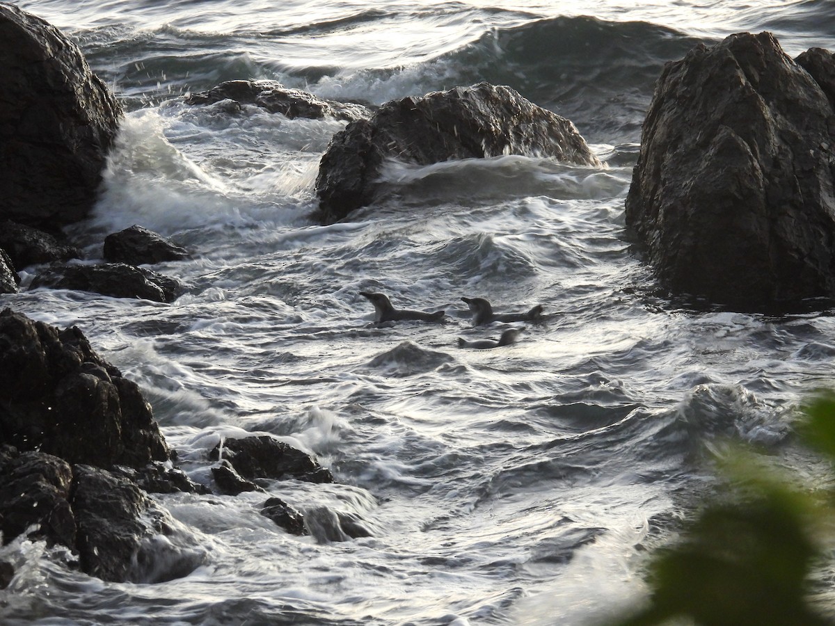 Малый пингвин - ML646276086