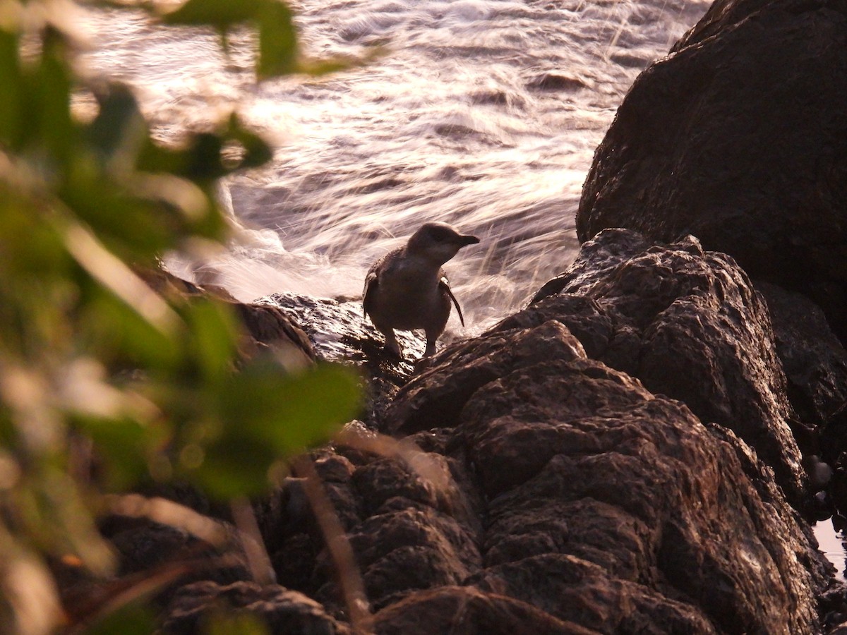 Малый пингвин - ML646276087