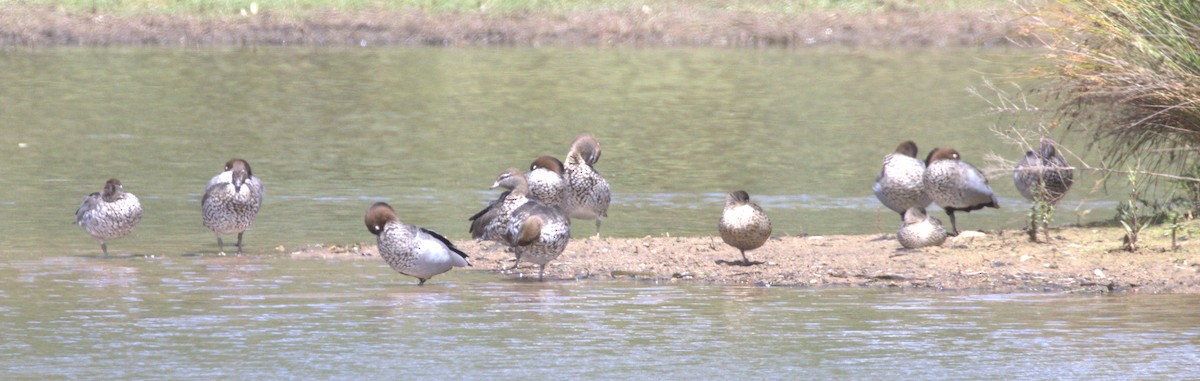 kachnička hřívnatá - ML646276089