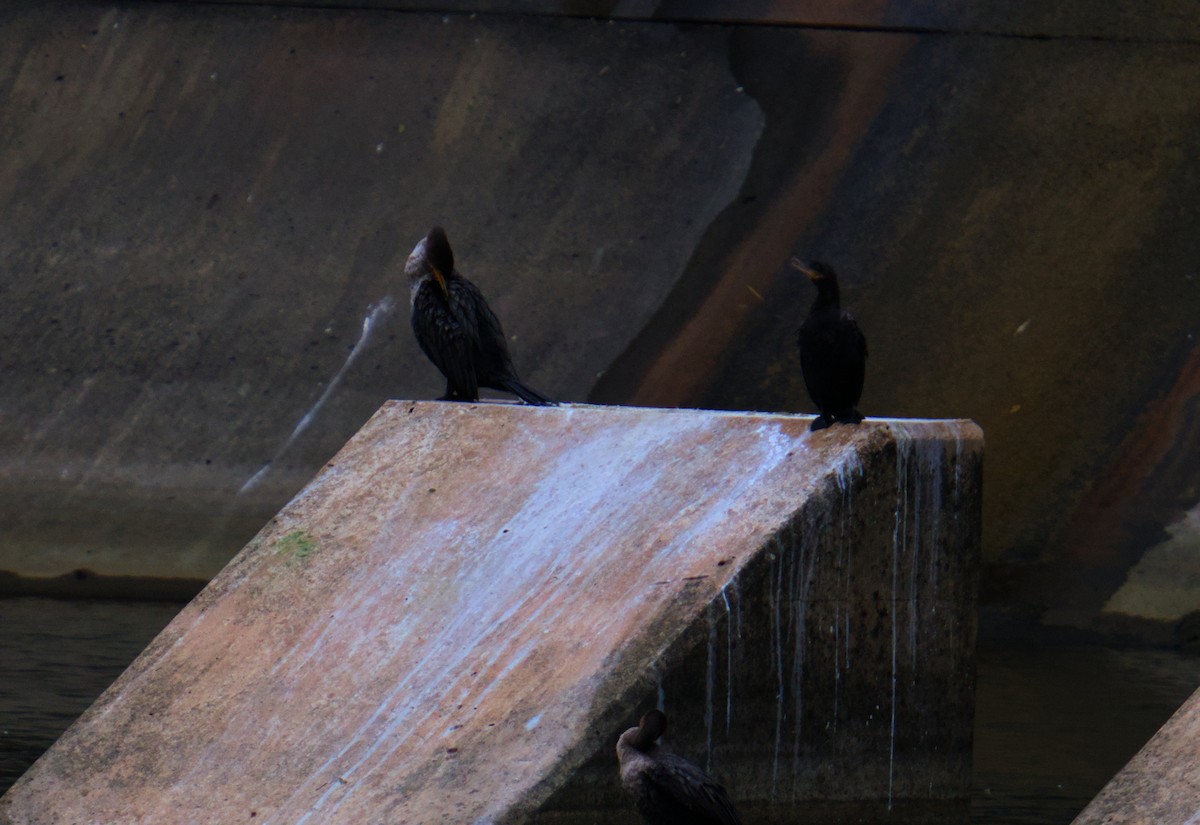 Neotropic Cormorant - ML646276090