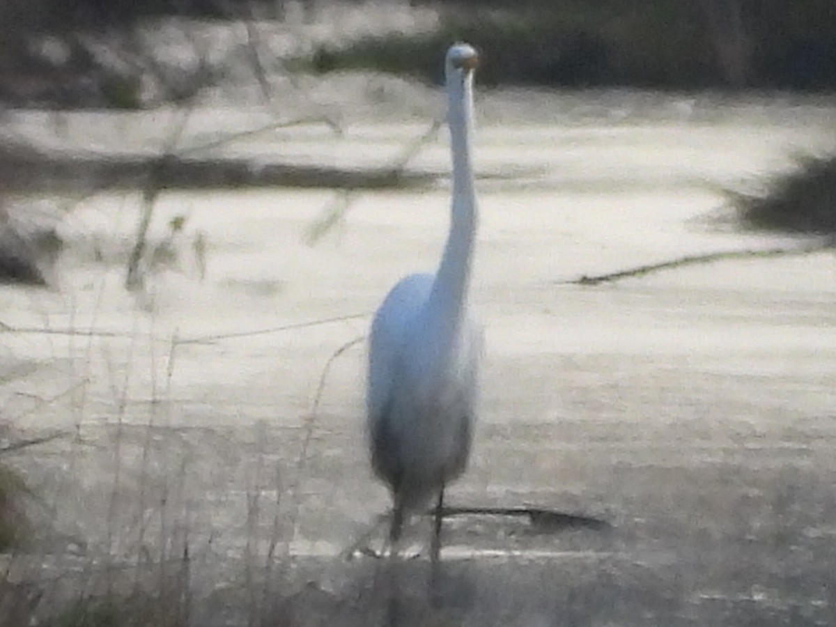 Koartza zuria - ML646276091