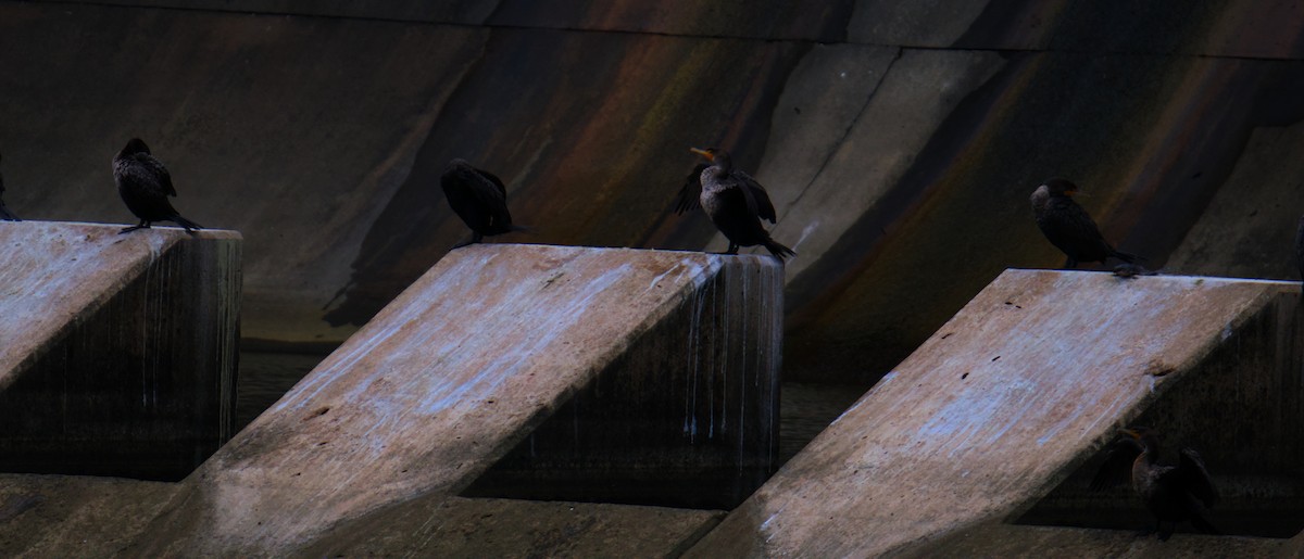 Double-crested Cormorant - ML646276099