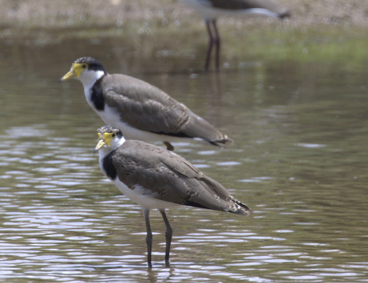 Masked Lapwing (Black-shouldered) - ML646276102