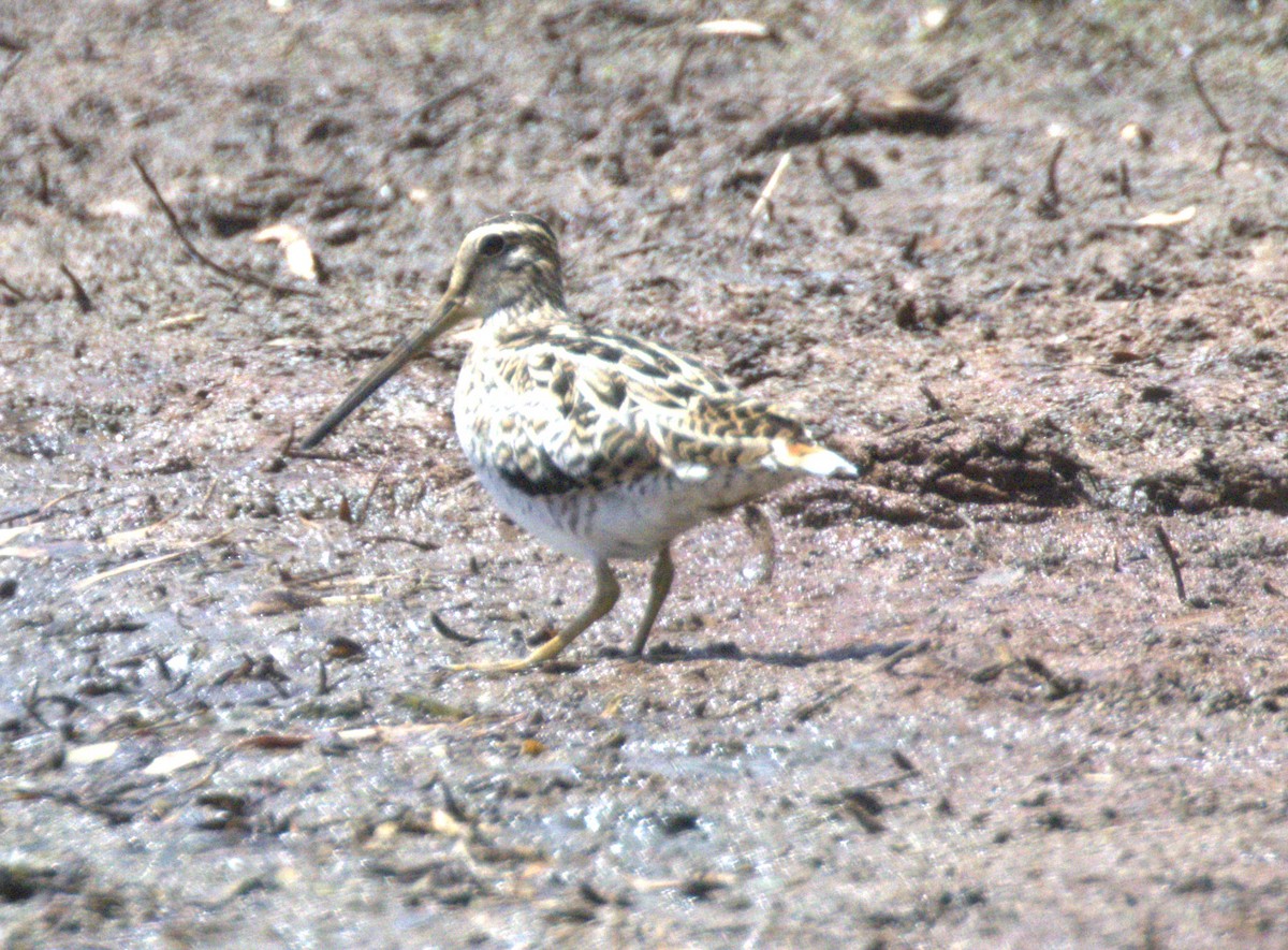 bekasina japonská - ML646276104