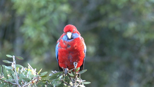 rosela Pennantova [skupina elegans] - ML646276105