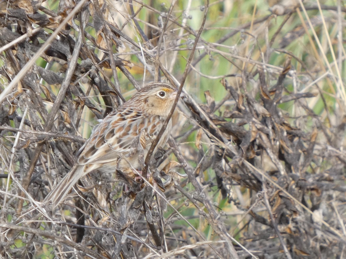 Grasshopper Sparrow - ML646276106