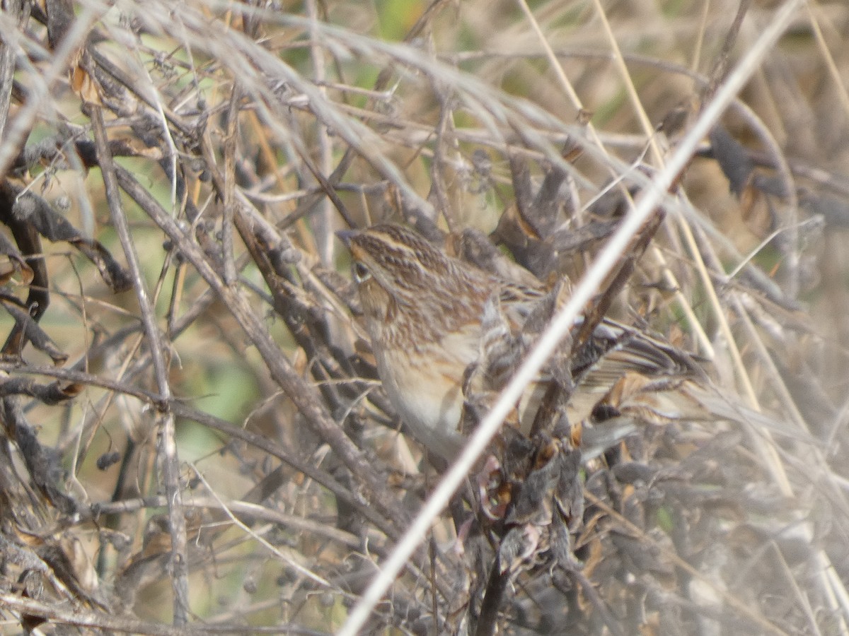 Grasshopper Sparrow - ML646276109