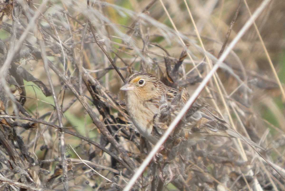 Grasshopper Sparrow - ML646276110