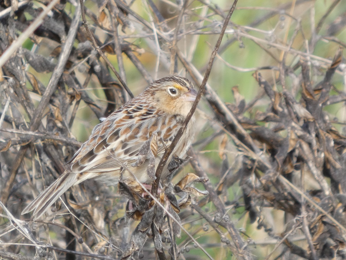 Grasshopper Sparrow - ML646276113