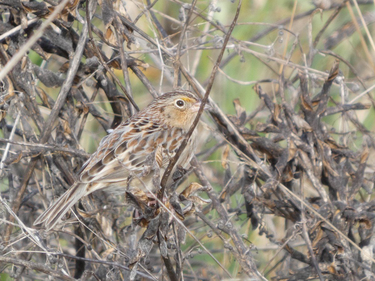 Grasshopper Sparrow - ML646276115