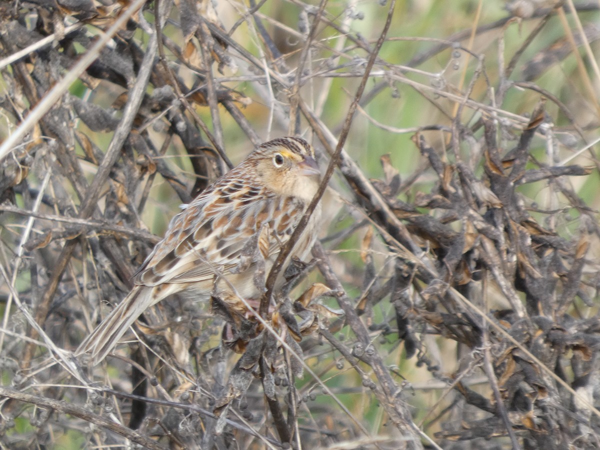 Grasshopper Sparrow - ML646276116