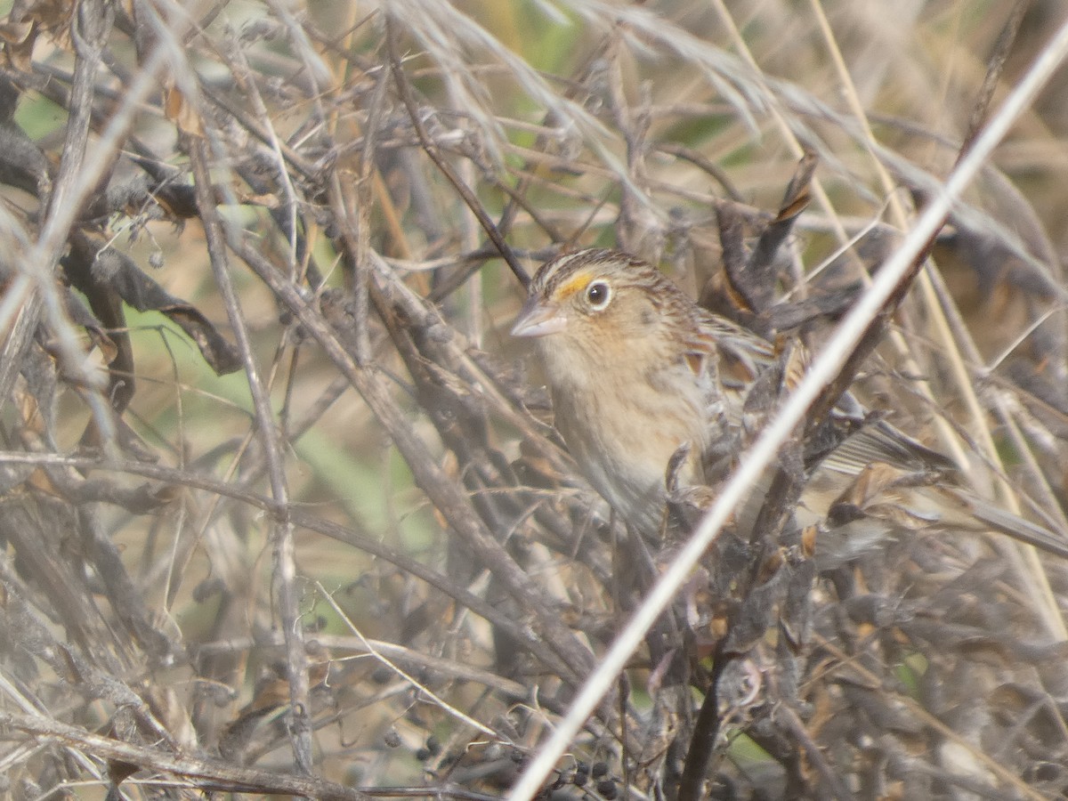 Grasshopper Sparrow - ML646276117
