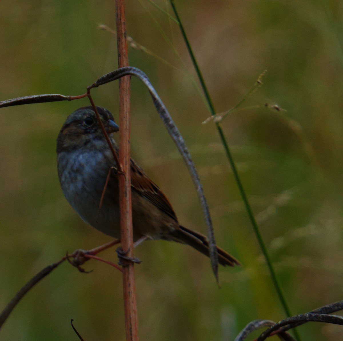 Swamp Sparrow - ML646276121