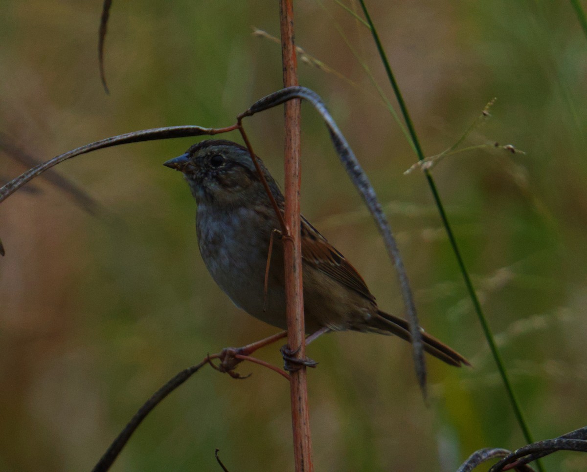 Swamp Sparrow - ML646276122