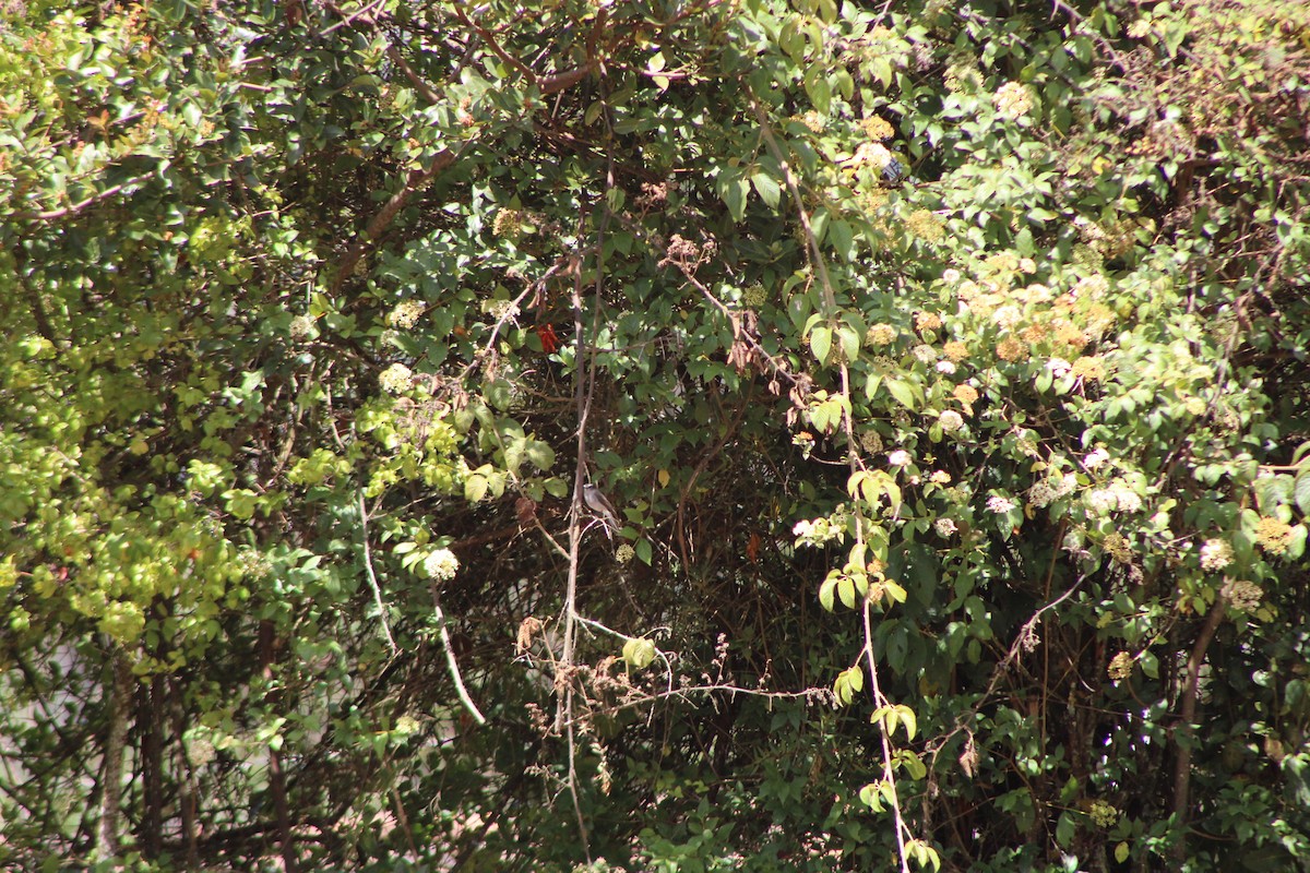 White-browed Chat-Tyrant - ML646276126