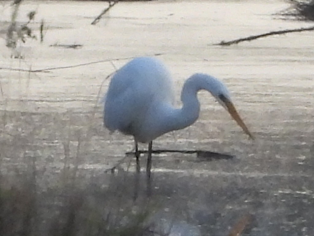 Koartza zuria - ML646276128