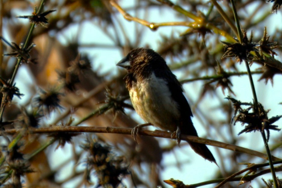 White-rumped Munia - ML646276132