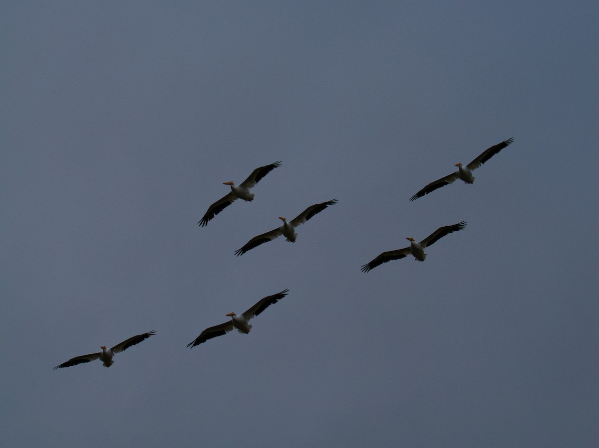 American White Pelican - ML646276133