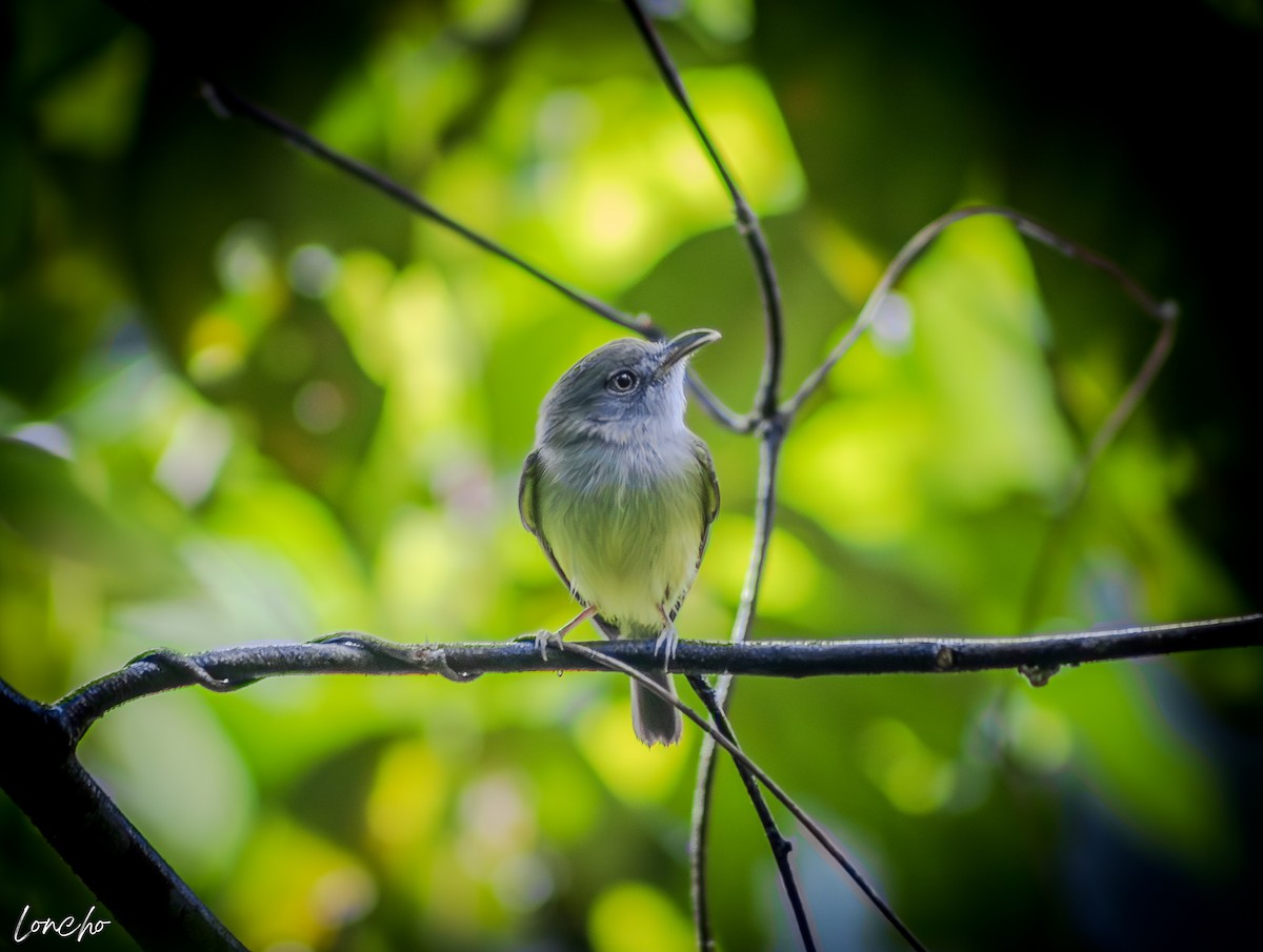 Northern Bentbill - ML646276136