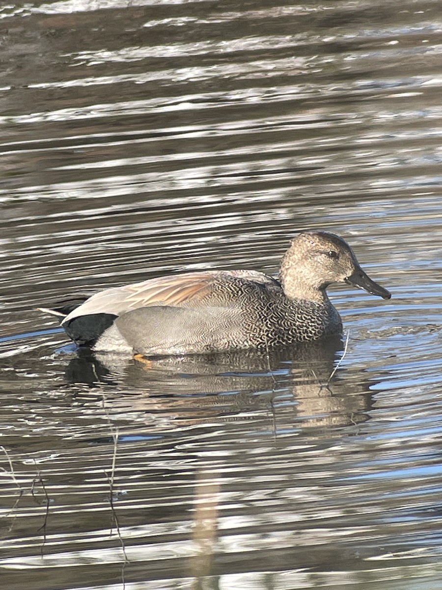 Boz Ördek - ML646276137