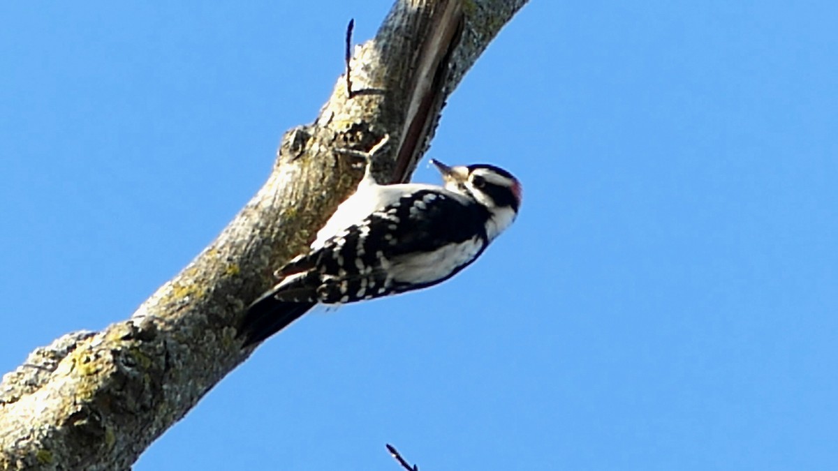 Downy Woodpecker - ML646276141