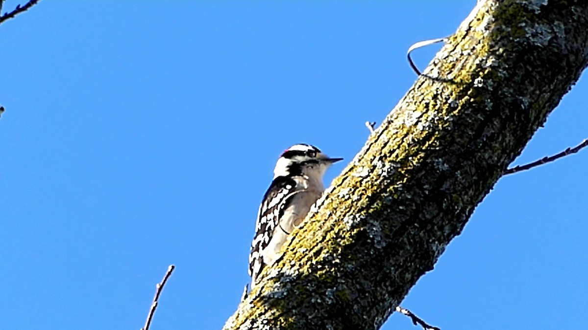 Downy Woodpecker - ML646276142