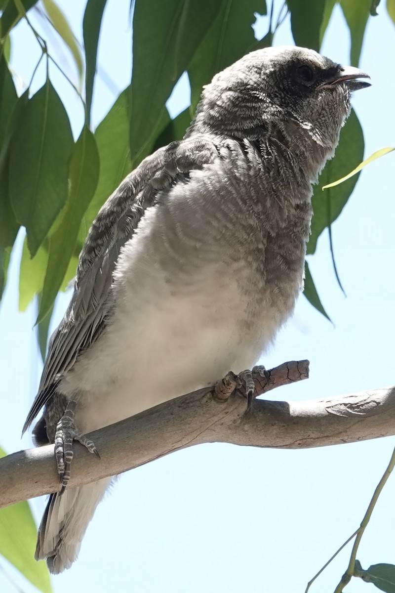 オーストラリアオニサンショウクイ - ML646276143