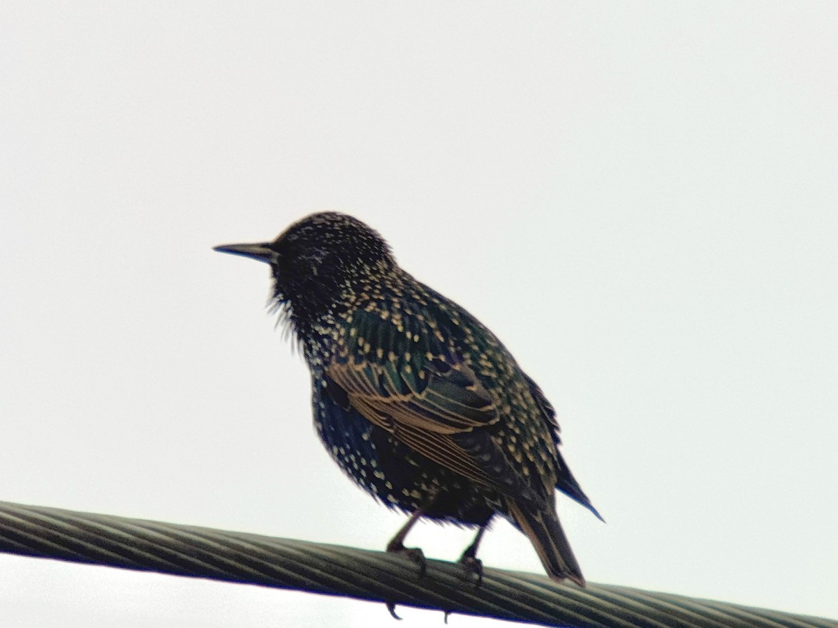 European Starling - ML646276144
