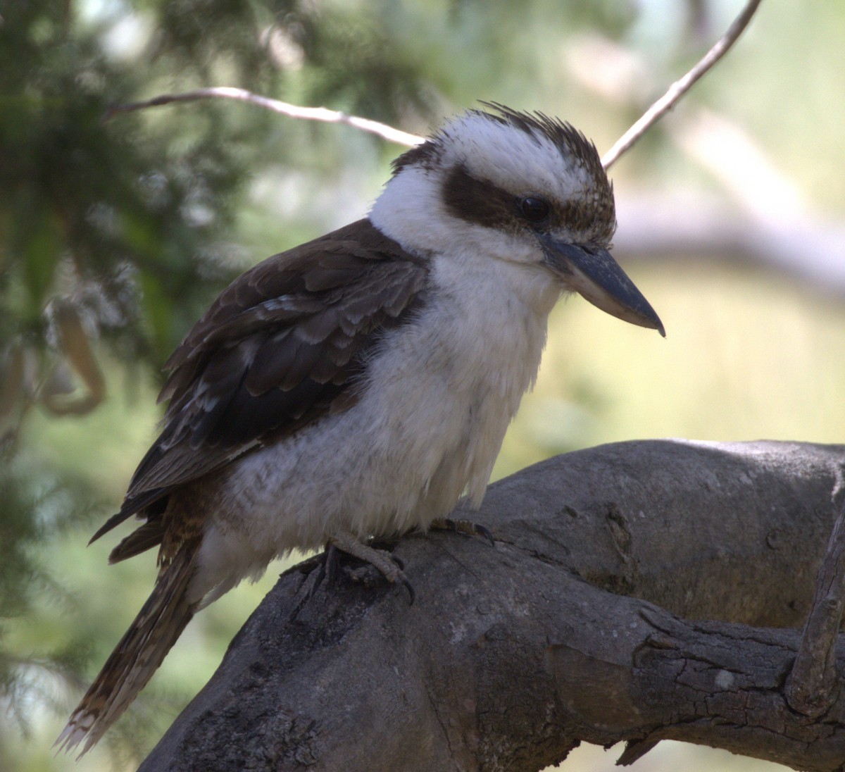 ledňák obrovský - ML646276145
