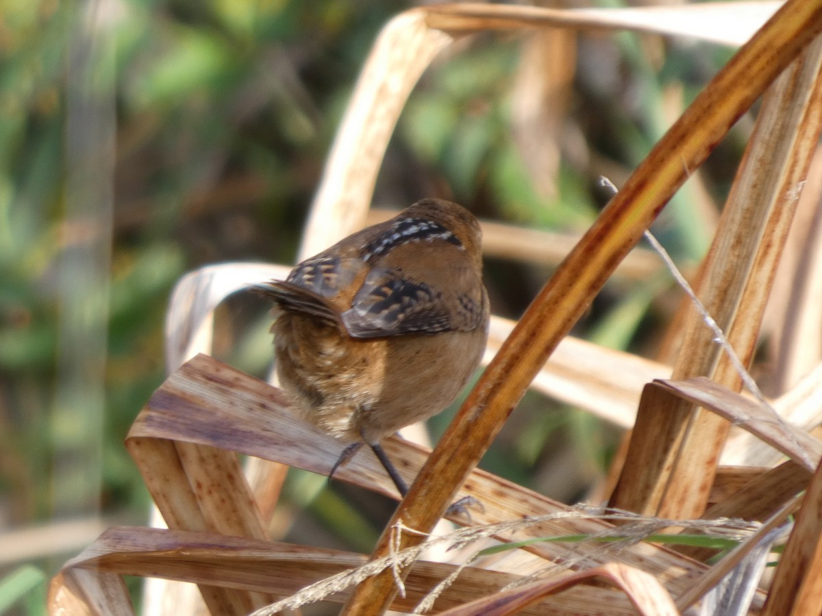 Marsh Wren - ML646276146
