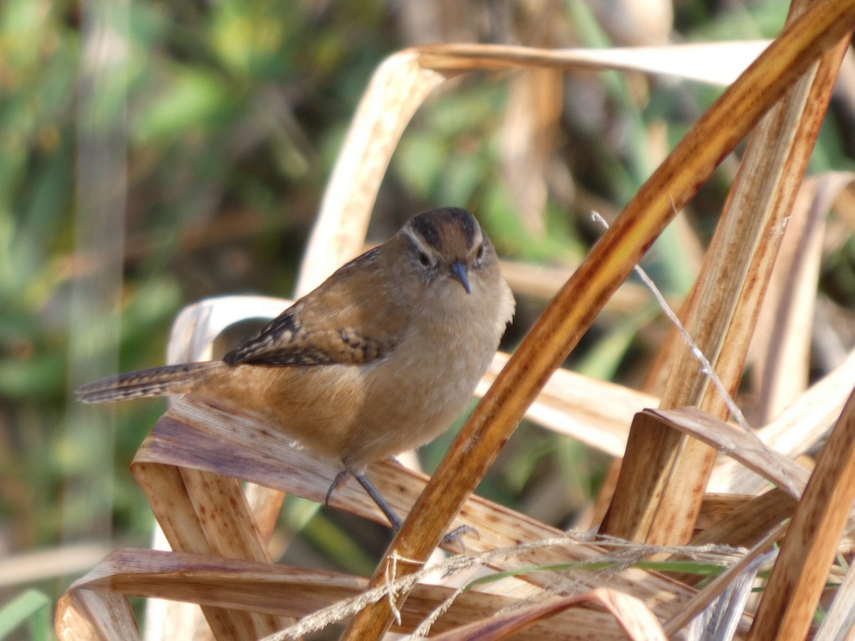 Marsh Wren - ML646276147