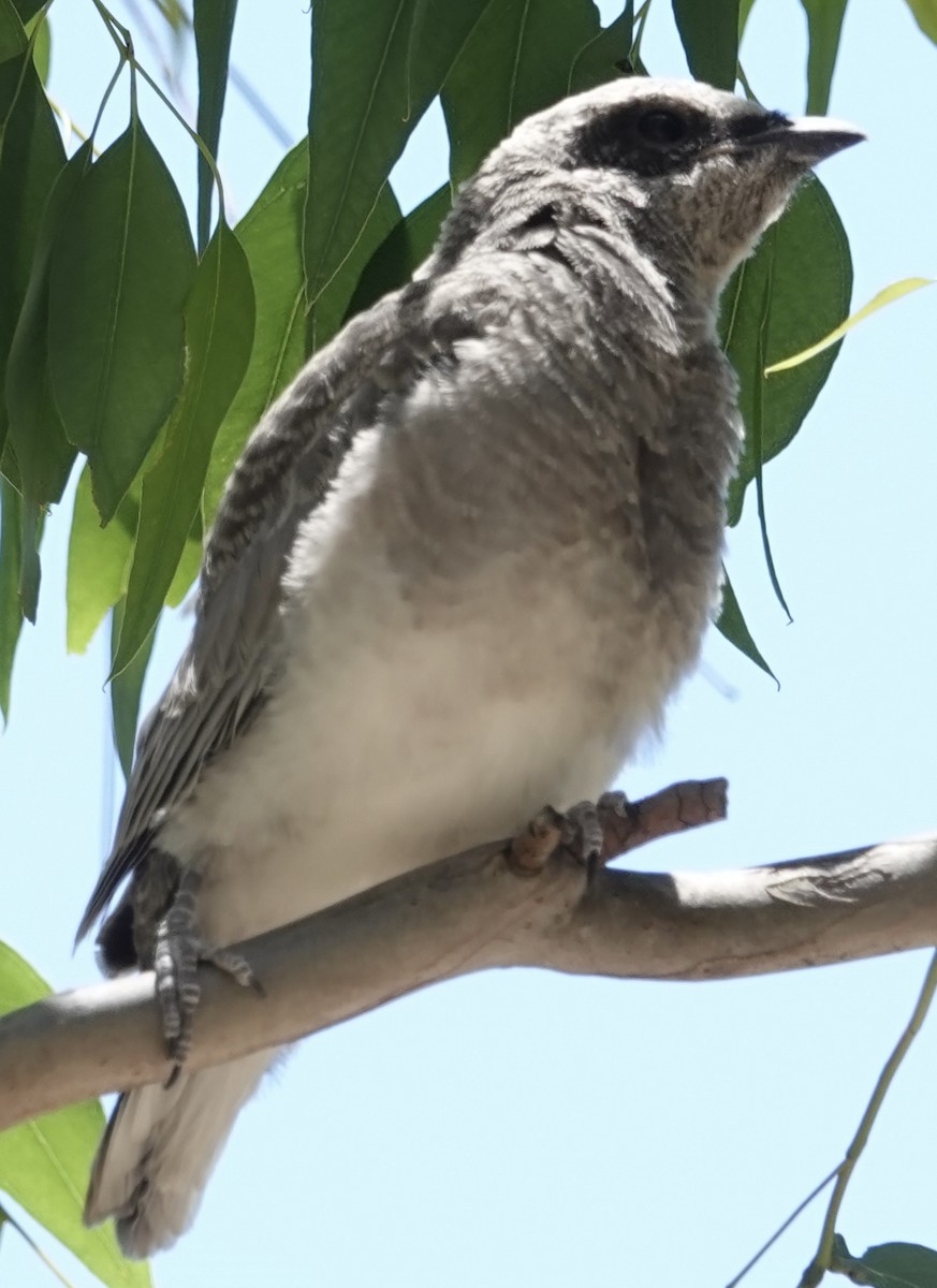 オーストラリアオニサンショウクイ - ML646276148