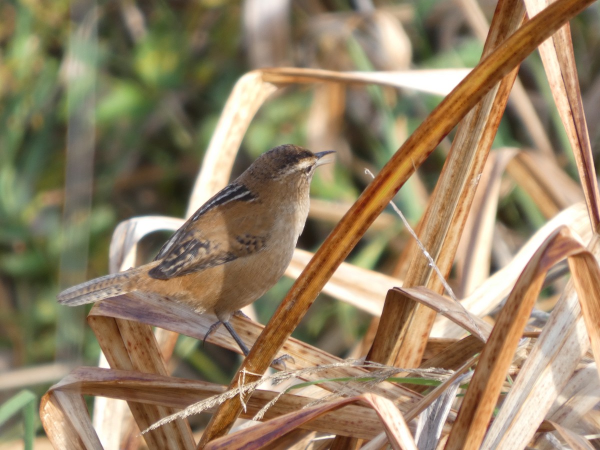 Marsh Wren - ML646276149