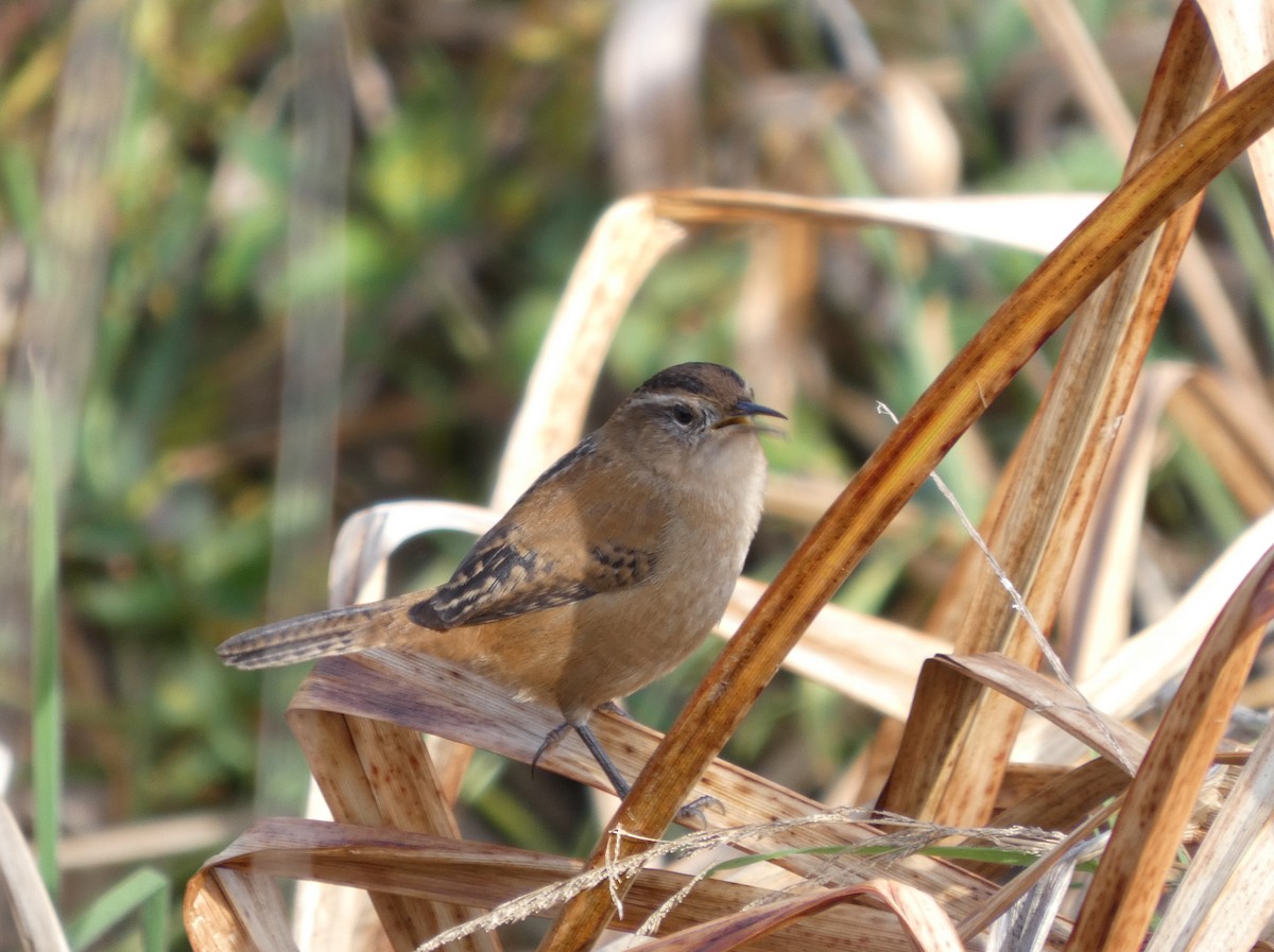 Marsh Wren - ML646276150