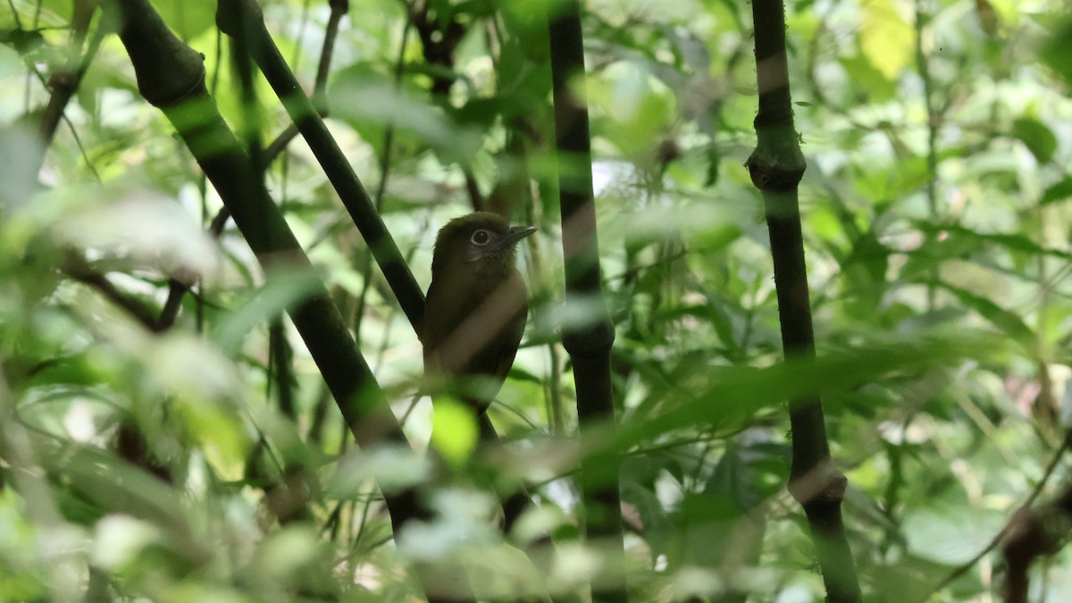 Eye-ringed Flatbill - ML646276152