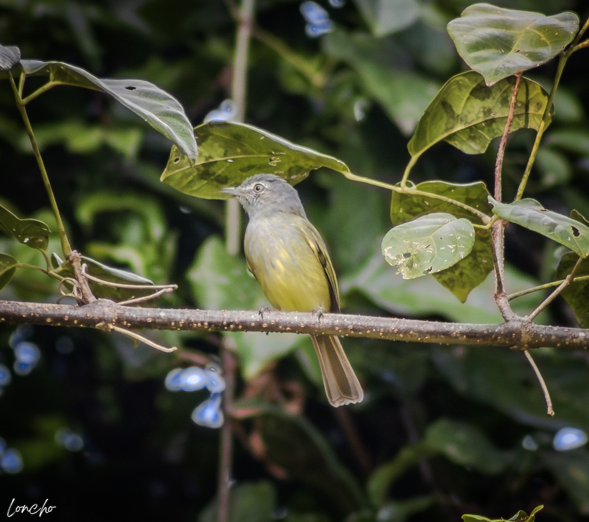 Yellow-olive Flatbill - ML646276157